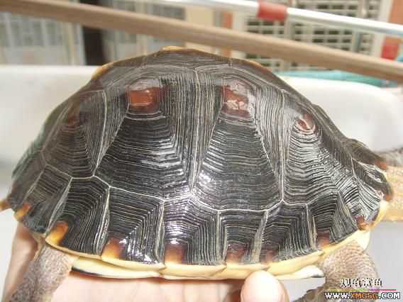 [�Ƽ�]�������߱�ϸ��ĸ����ĸԵ