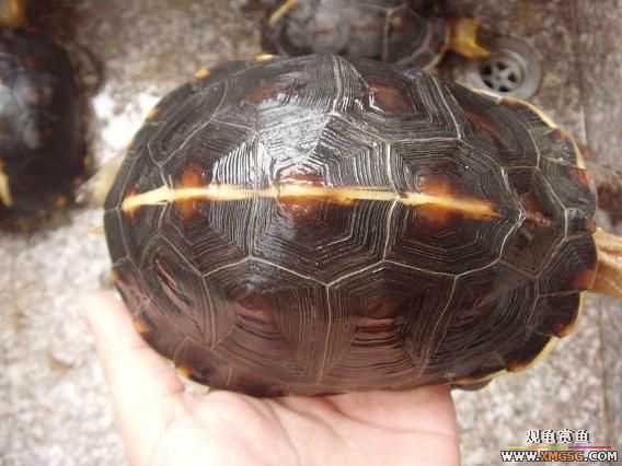 [�Ƽ�]�������߱�ϸ��ĸ����ĸԵ