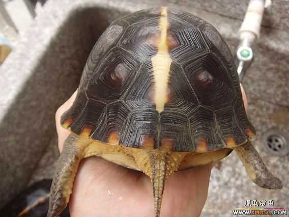 [�Ƽ�]�������߱�ϸ��ĸ����ĸԵ