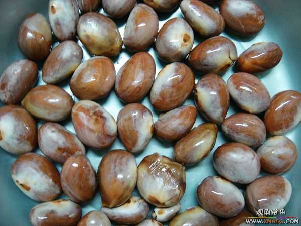 ���ڳԵ���������